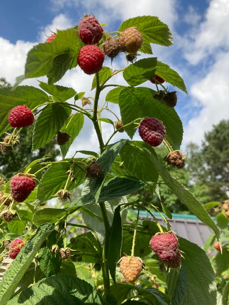 Frambozen, Ophalen, Lente, Overige soorten, Volle zon