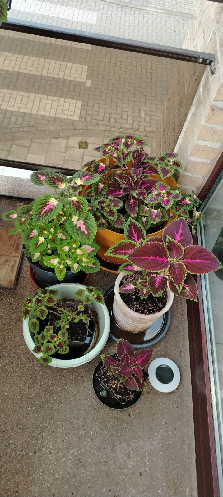 Planten - stekken _ jonge Coleus in potten., Tuin en Terras, Ophalen of Verzenden, Halfschaduw
