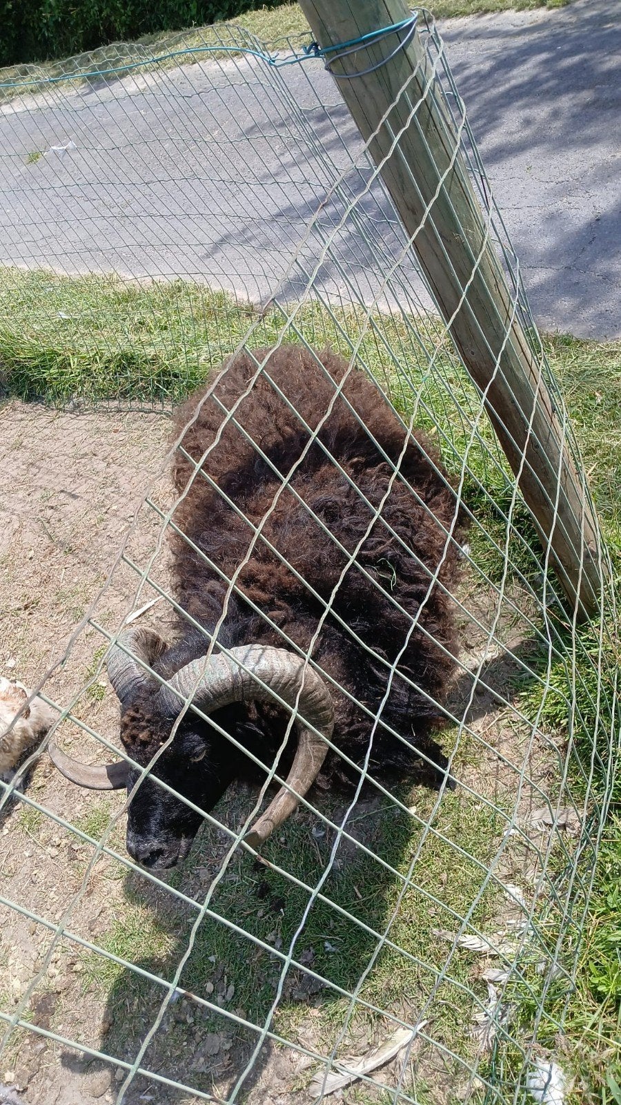 Ouessant  ram ongeveer  3 jaar, Dieren en Toebehoren