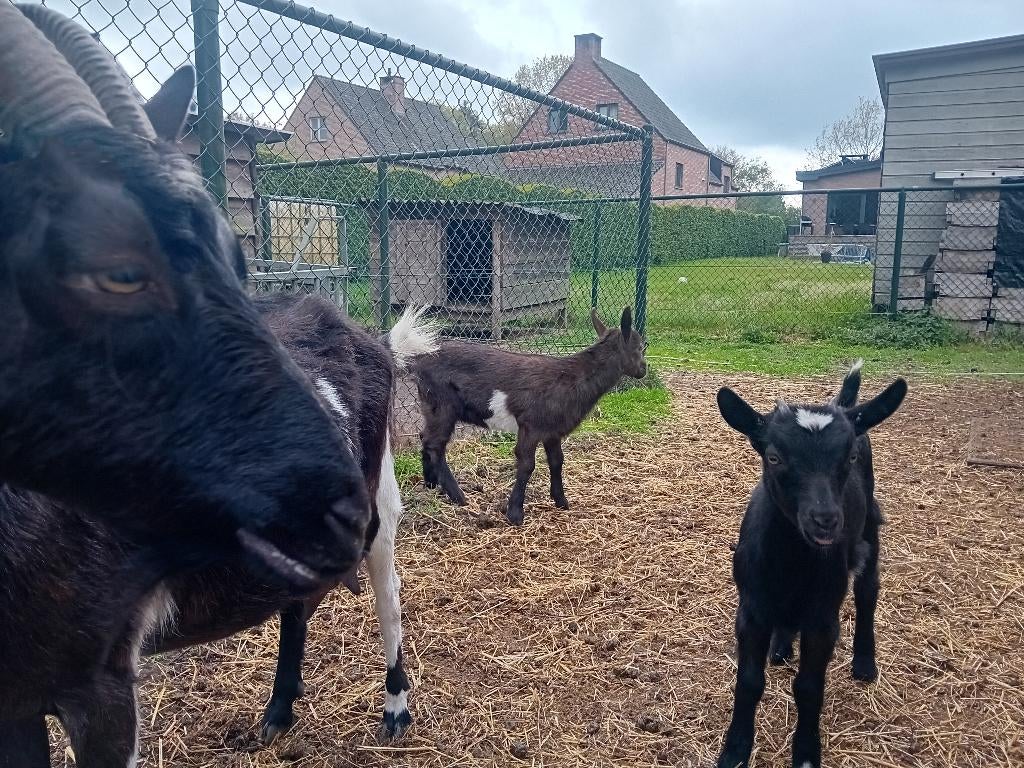 Melkgeiten, Dieren en Toebehoren, Vrouwelijk, Geit, 0 tot 2 jaar