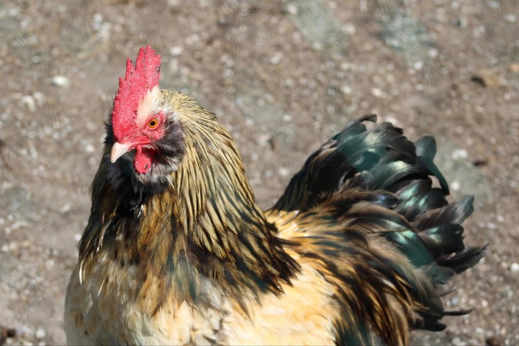 Lieve haan, Dieren en Toebehoren