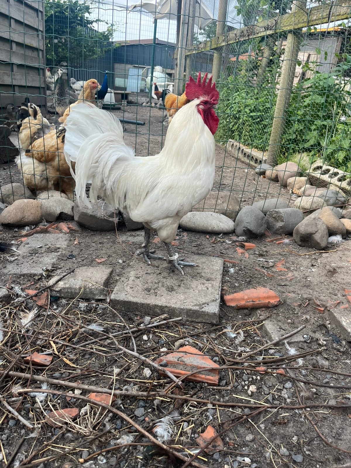 Poules de bresse, Dieren en Toebehoren