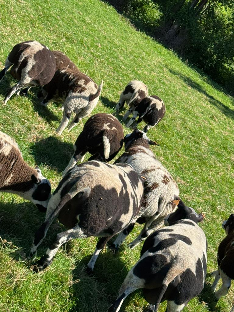 Bonte schapen te koop, Animaux & Accessoires, Moutons, Chèvres & Cochons, Plusieurs animaux, Mouton, 0 à 2 ans