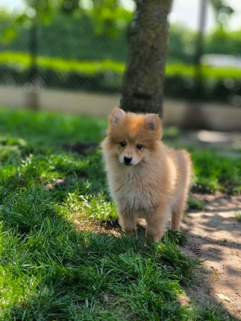 Chiots Keeshond nés en Belgique, Animaux & Accessoires, Chiens | Huskys, Loulous & Types primitifs, Plusieurs animaux, Loulou