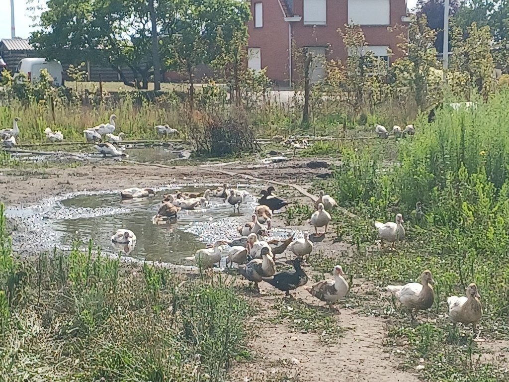 Jonge barbrieeenden, Plusieurs animaux, Canard