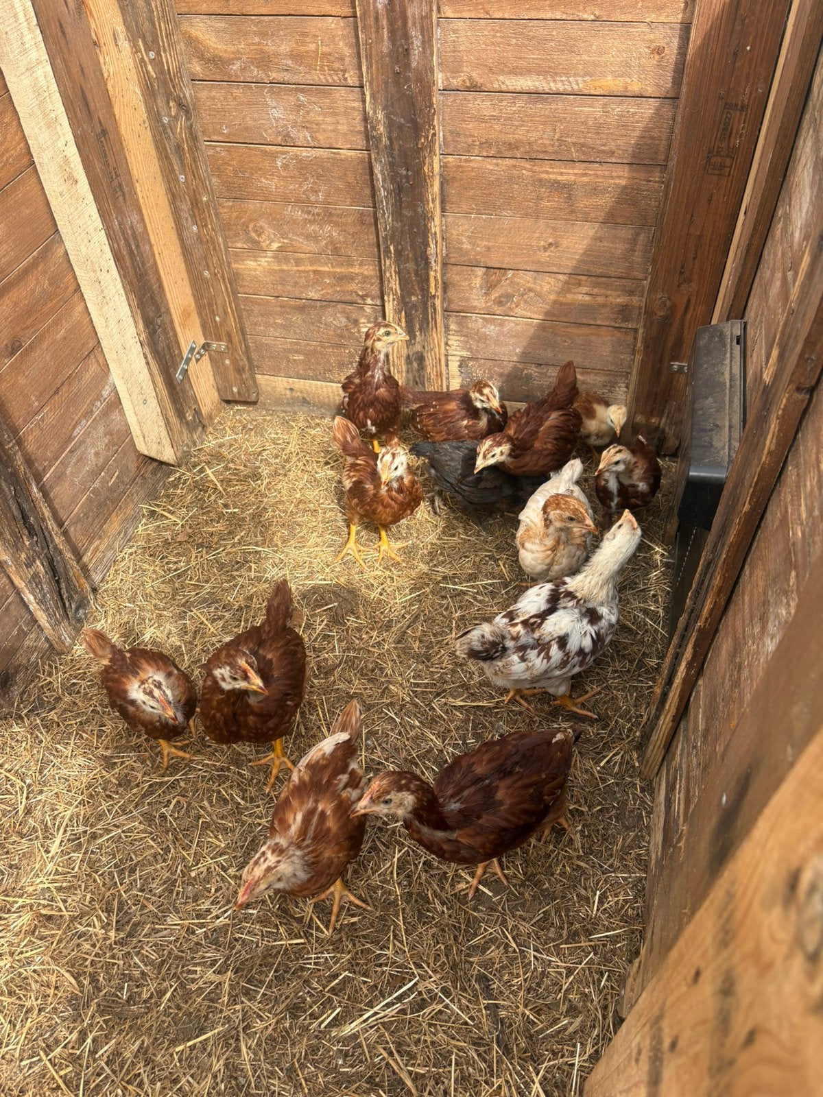 Jonge kuikens– 6 weken oud, Geslacht onbekend, Kip