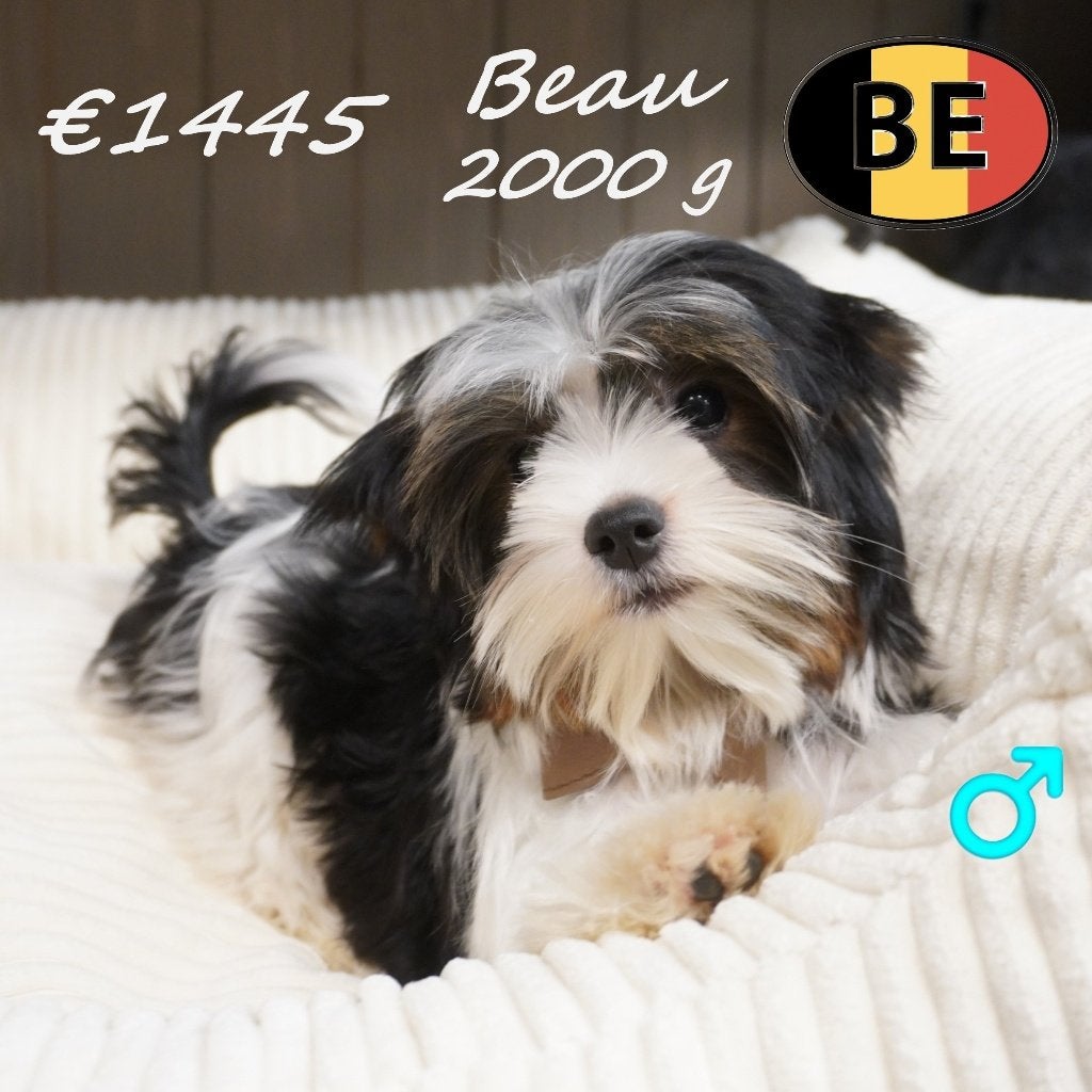 Beau, een charmante Biewer Yorkshire te koop, Dieren en Toebehoren, Yorkshire Terriër, België, 15 weken tot 1 jaar, CDV (hondenziekte)