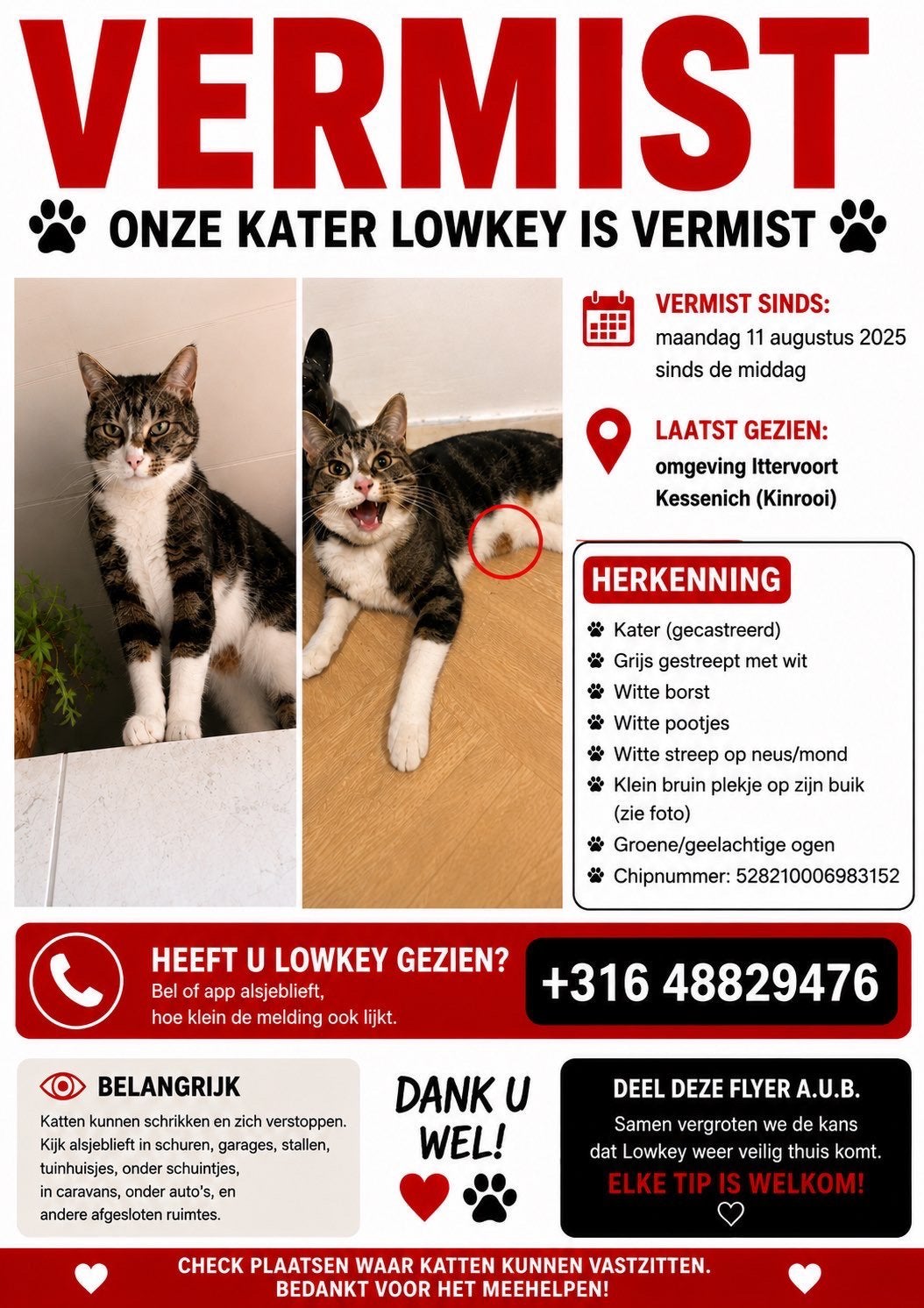 VERMISTE KAT, Animaux & Accessoires, Animaux perdus et trouvés, Chat