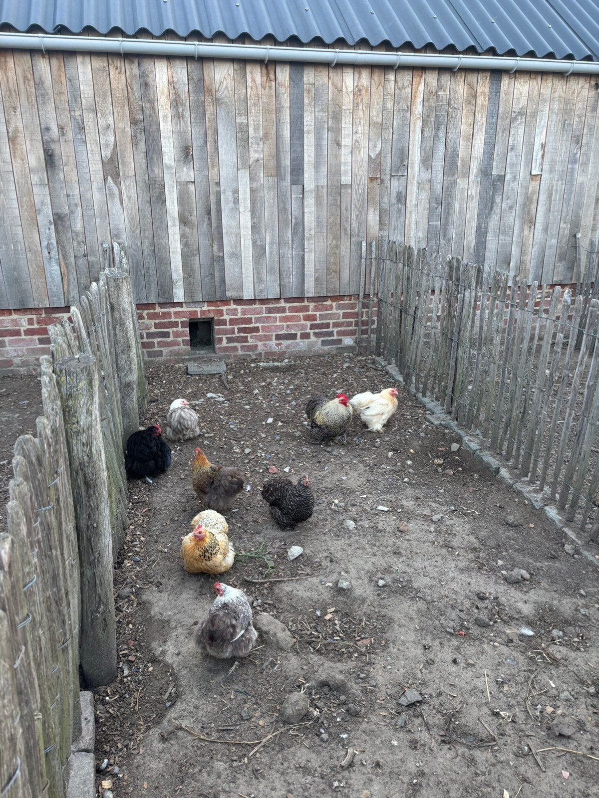 Cochin kriel hennen, verschillende leeftijden, Dieren en Toebehoren, Pluimvee, Vrouwelijk, Kip