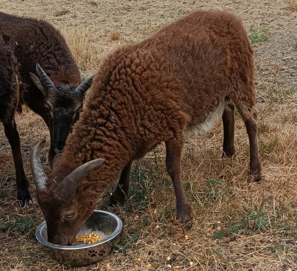Soay ooi ram, Mâle, Mouton, 0 à 2 ans