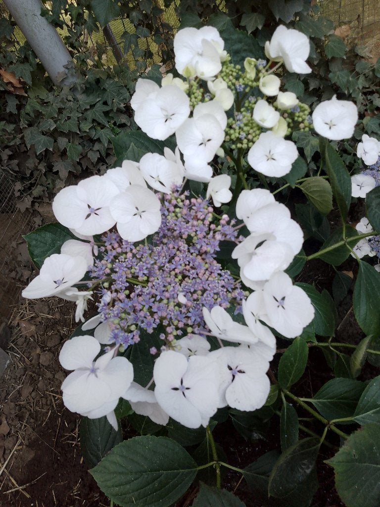 Hortensia blanc -bleu ou rose mauve et blanc +/- 1 métre, Tuin en Terras, Planten | Bomen, Ophalen, Olijfboom