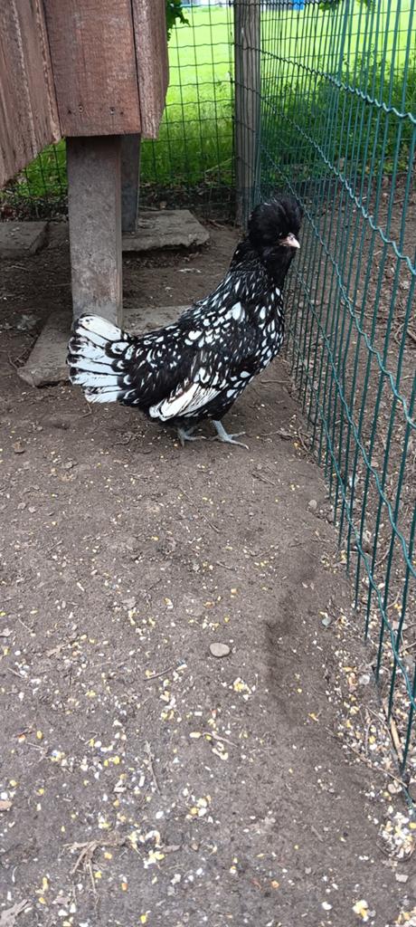 Padua hennen, Dieren en Toebehoren, Pluimvee