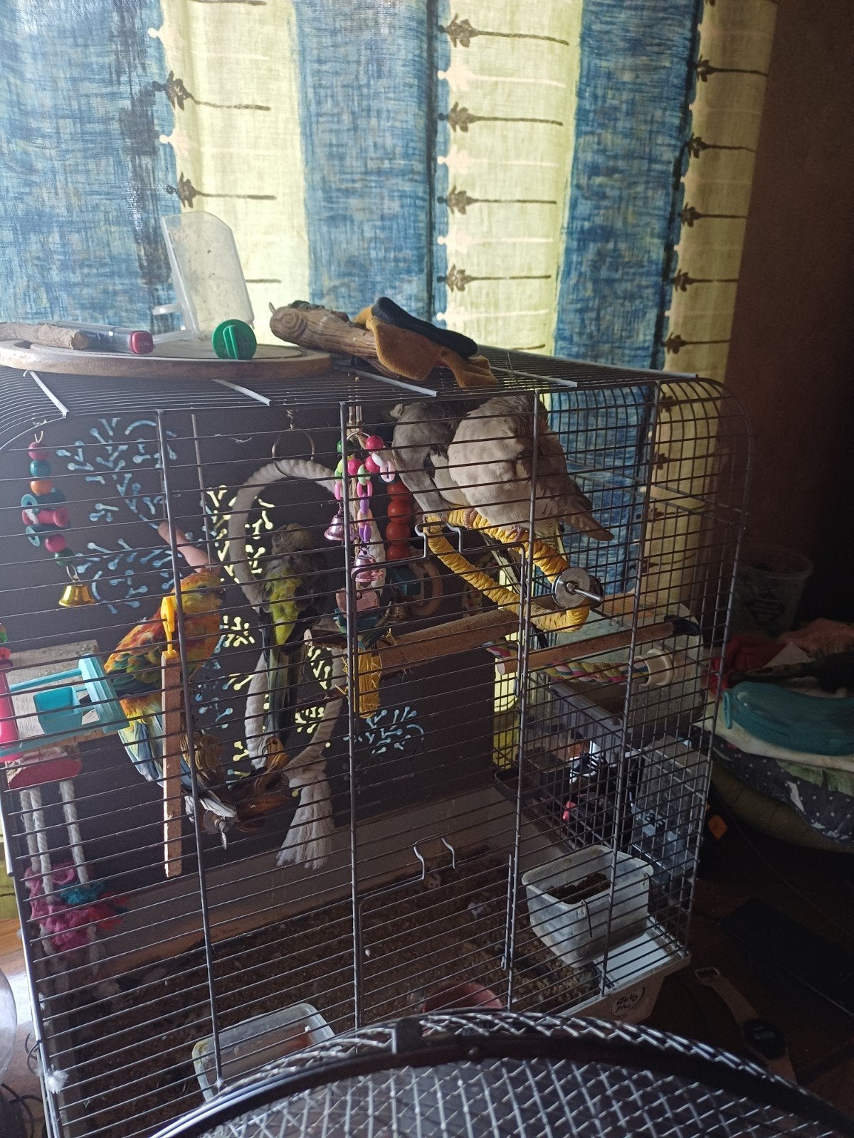 Vogelkooi en vogels, Domestique