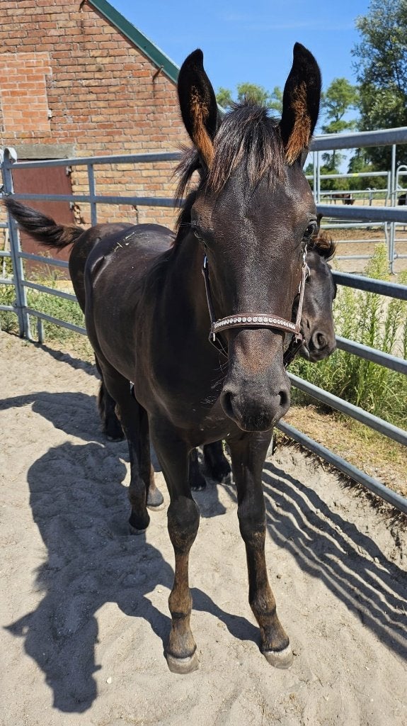 Sonata — Fries x BWP merrieveulen te koop, Animaux & Accessoires, Chevaux, Jument, Cheval de dressage, Avec puce électronique