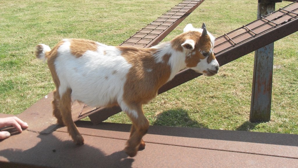 geitenbokje, Dieren en Toebehoren, Mei, Mannelijk