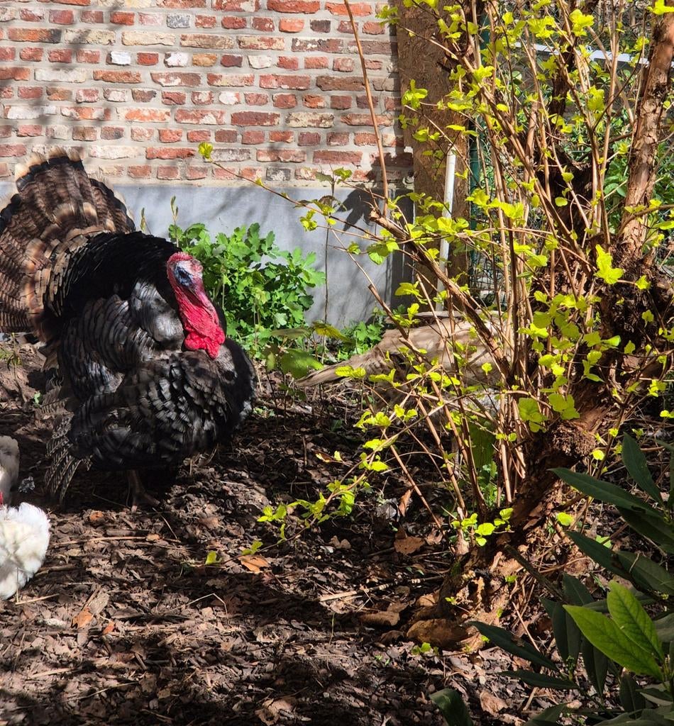 Broedeieren ronquiere kalkoen, Dieren en Toebehoren, Geslacht onbekend, Kalkoen