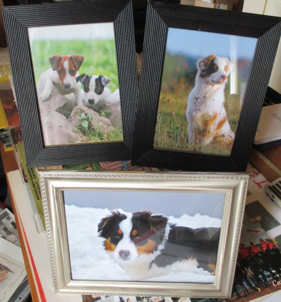 3 Kadertjes honden , perfecte staat, samen 3 euro, of 1,50.., Ophalen of Verzenden, Zo goed als nieuw, Fotolijst, 17 cm