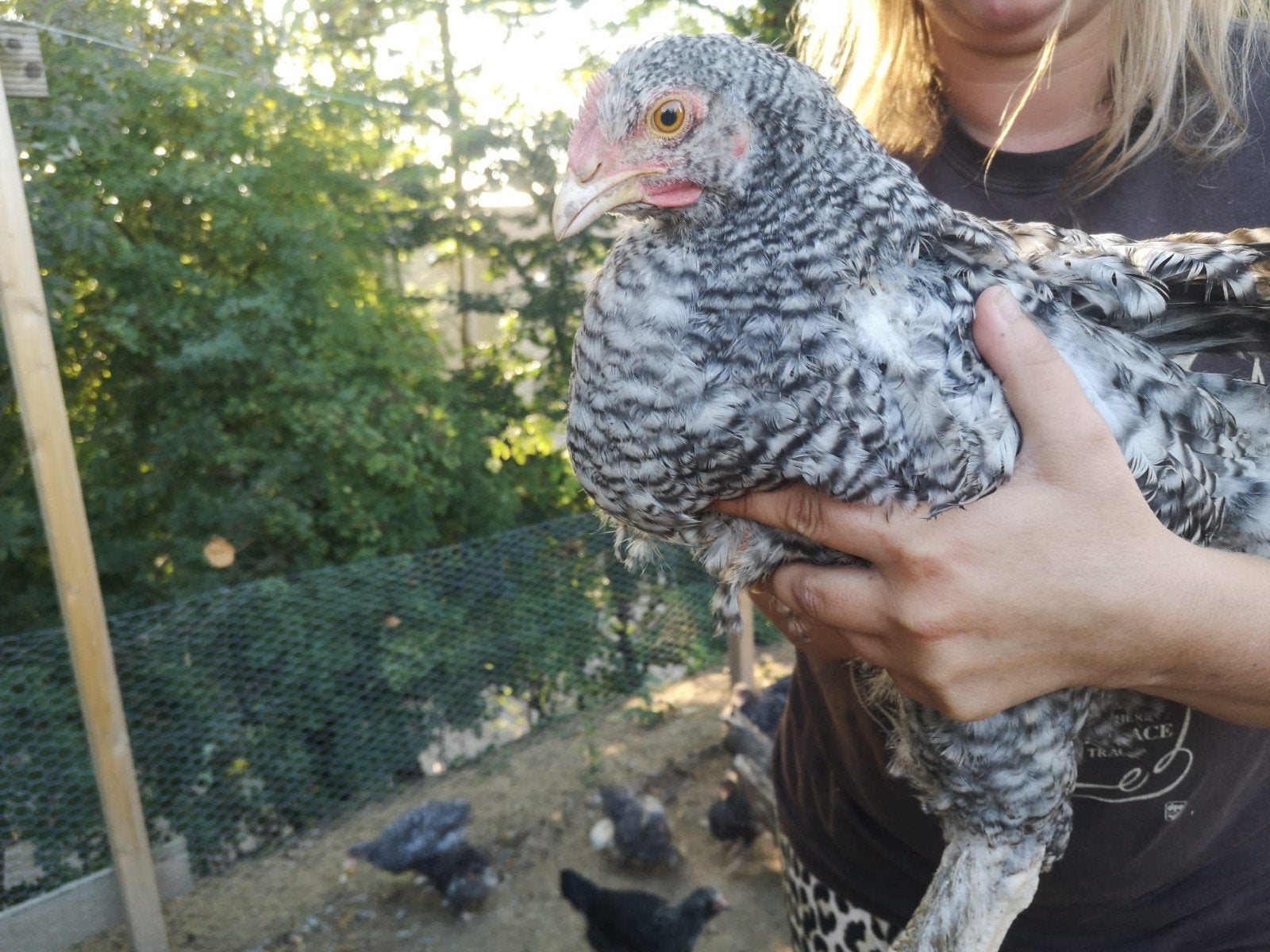 Mechelse koekoek haan, Dieren en Toebehoren, Mannelijk, Kip