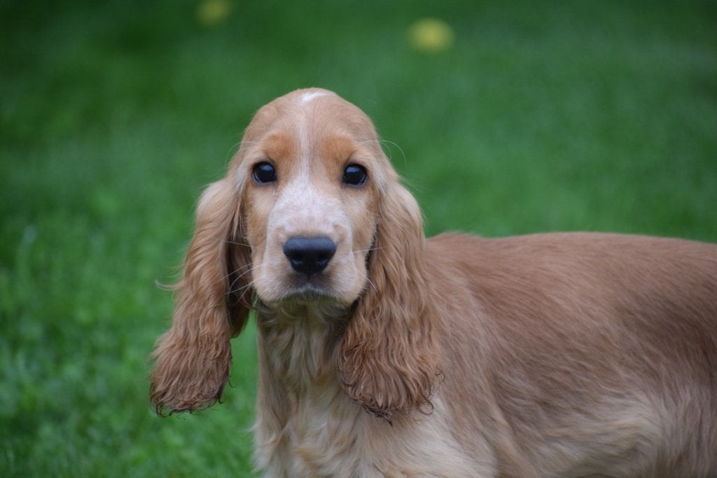 Chiots cocker anglais, Animaux & Accessoires, Chiens | Retrievers, Épagneuls & Chiens d'eau, 15 semaines à 1 an, Maladie de Carré (chiens)
