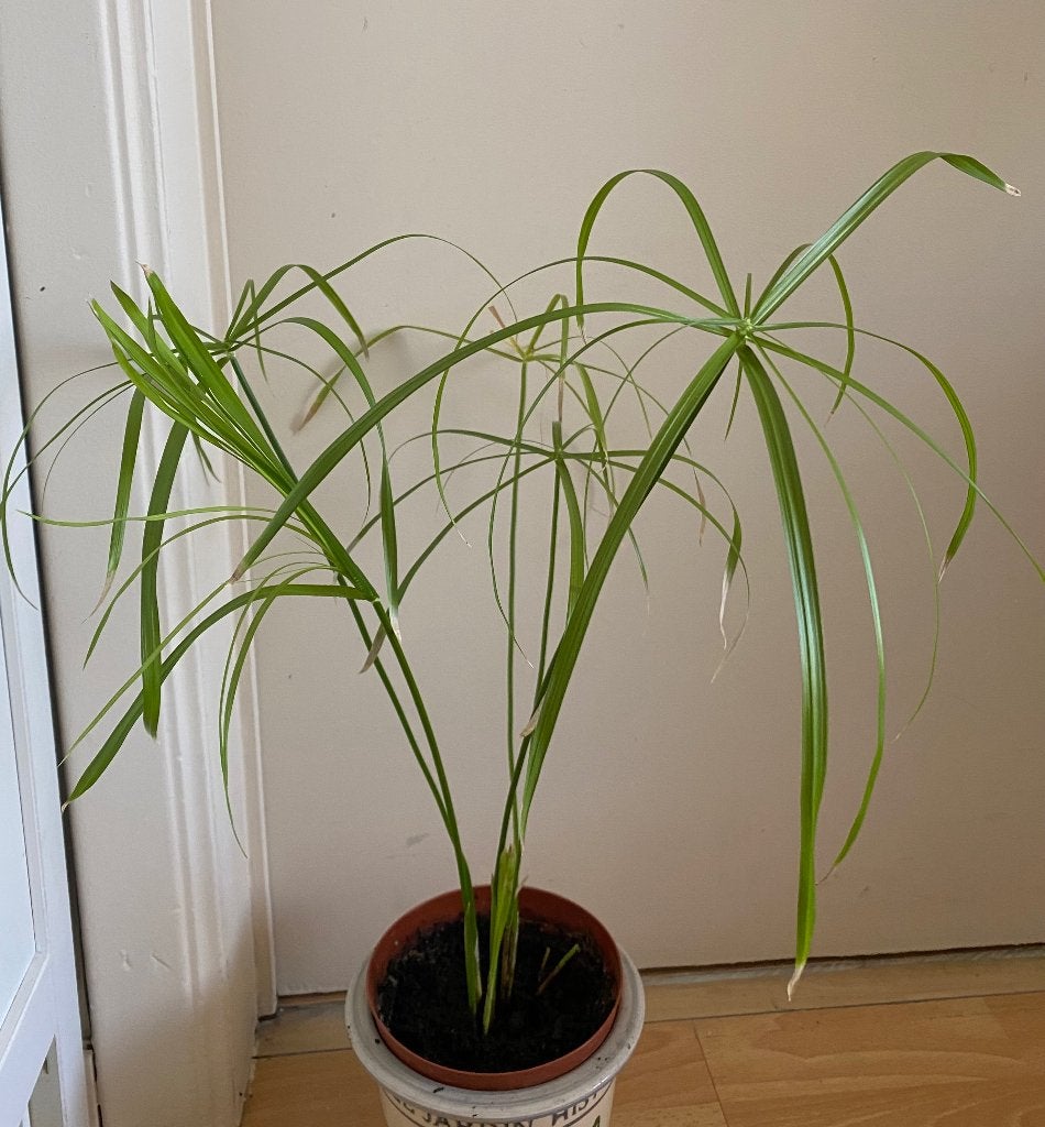 Plante Papyrus, Enlèvement, En pot, Moins de 100 cm