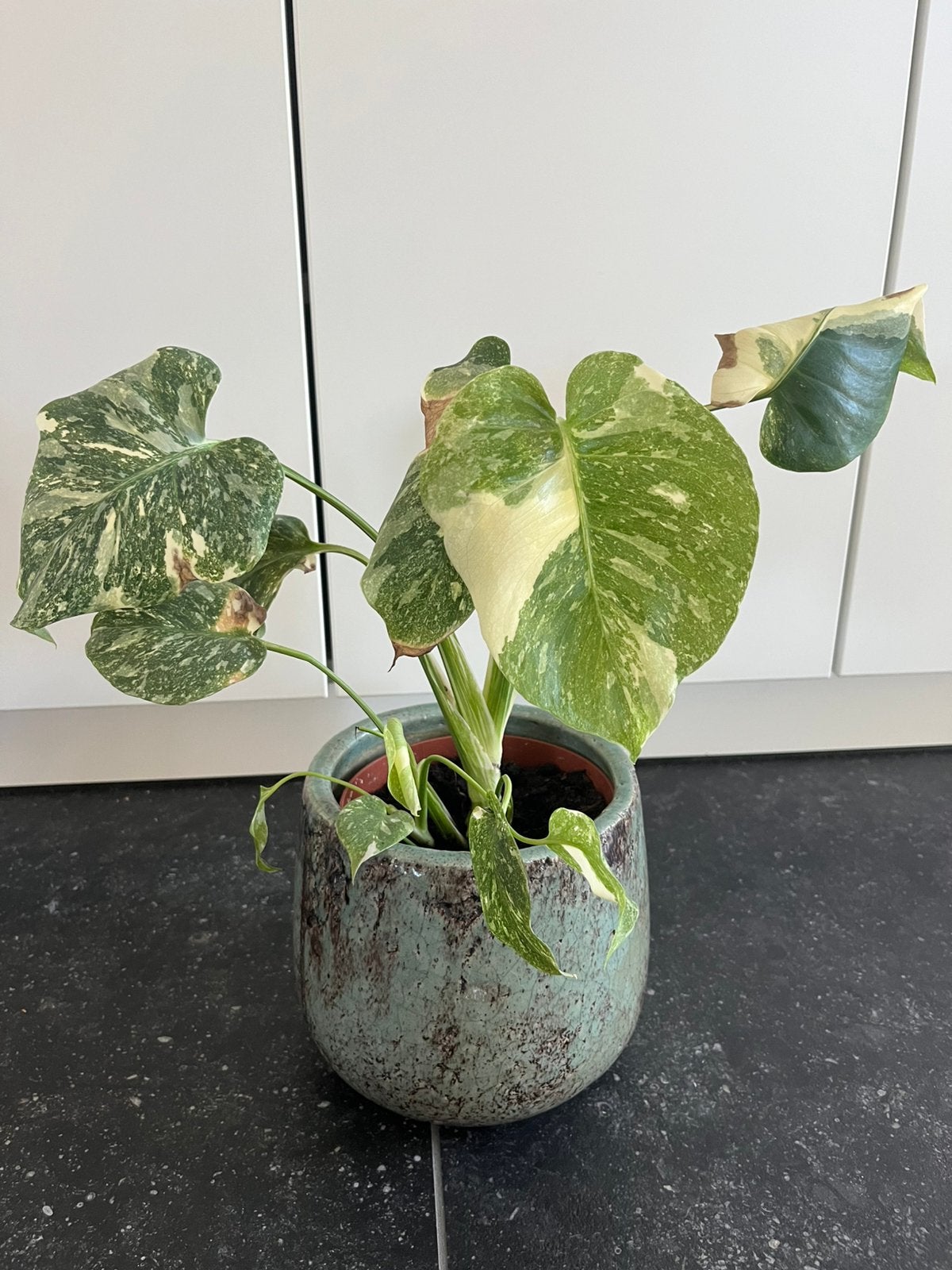 Monstera thai constellation, Huis en Inrichting, Kamerplanten, Overige soorten, Minder dan 100 cm, Groene kamerplant, Halfschaduw