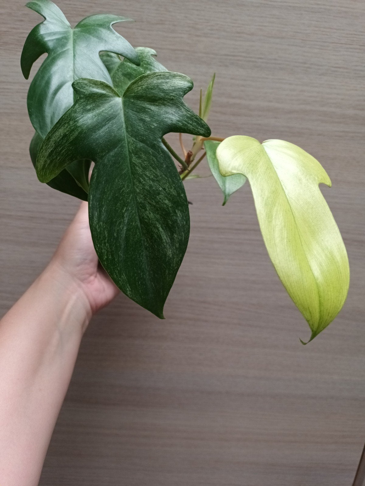 Philodendron floriga ghost, Huis en Inrichting, Ophalen of Verzenden
