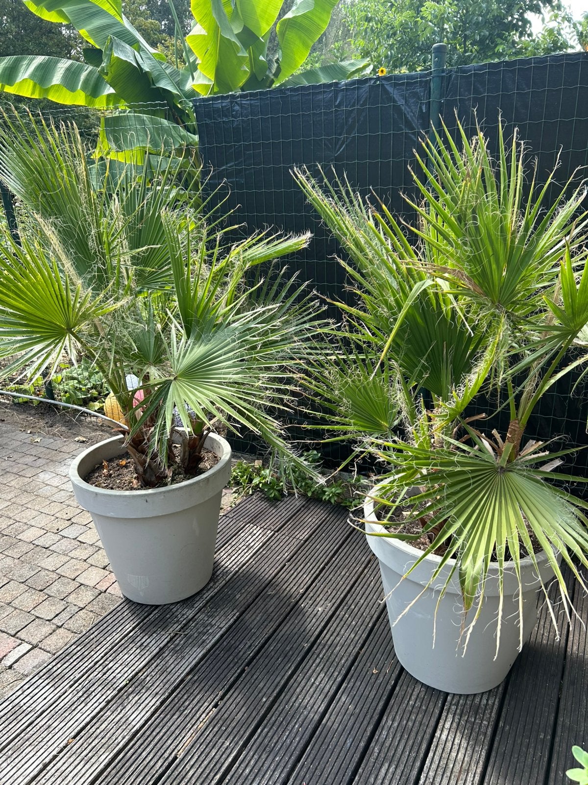2 palmbomen Washingtonia in grote pot, Ophalen