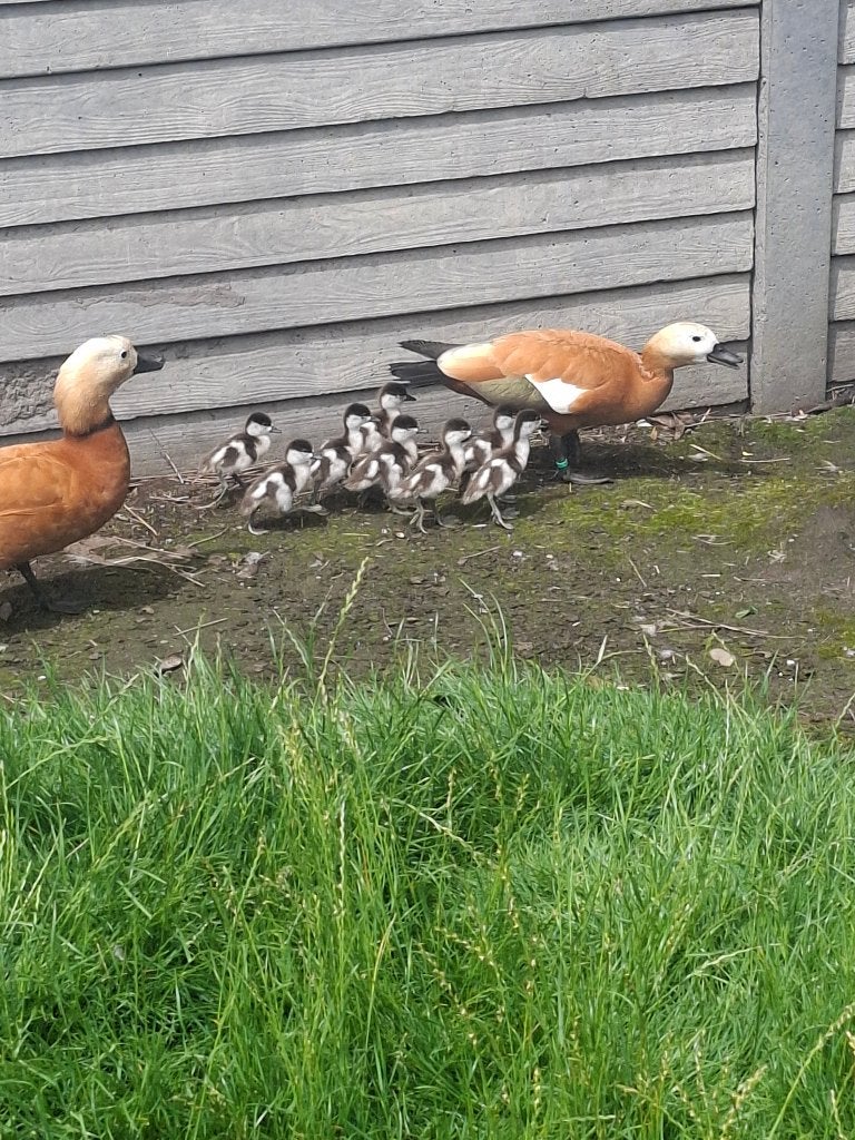 rode casarca, Mei, Meerdere dieren