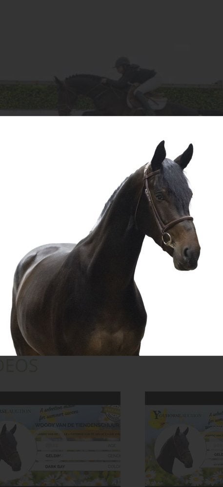 Super brave 4 jarig springpaard, Dieren en Toebehoren, Paarden, Ruin