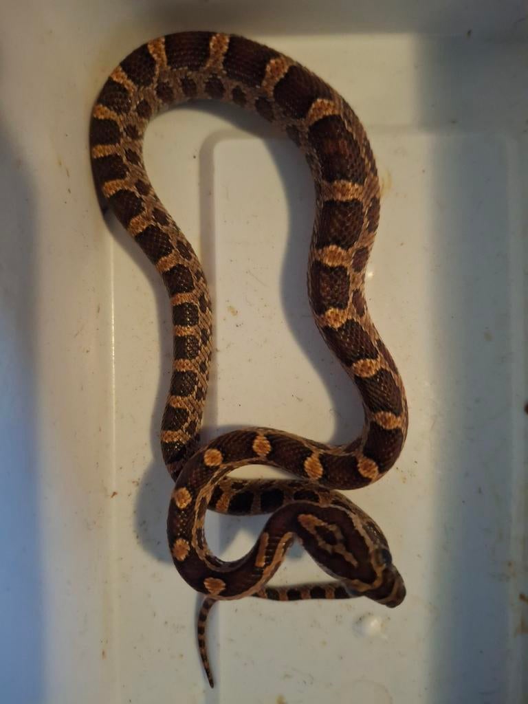 Rode rattenslang het. Scaleless, Serpent, Domestique, 0 à 2 ans