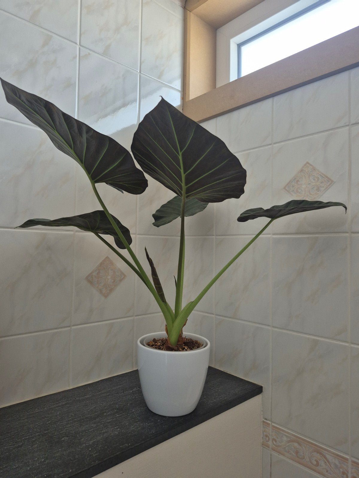 Alocasia regal shield, Ophalen