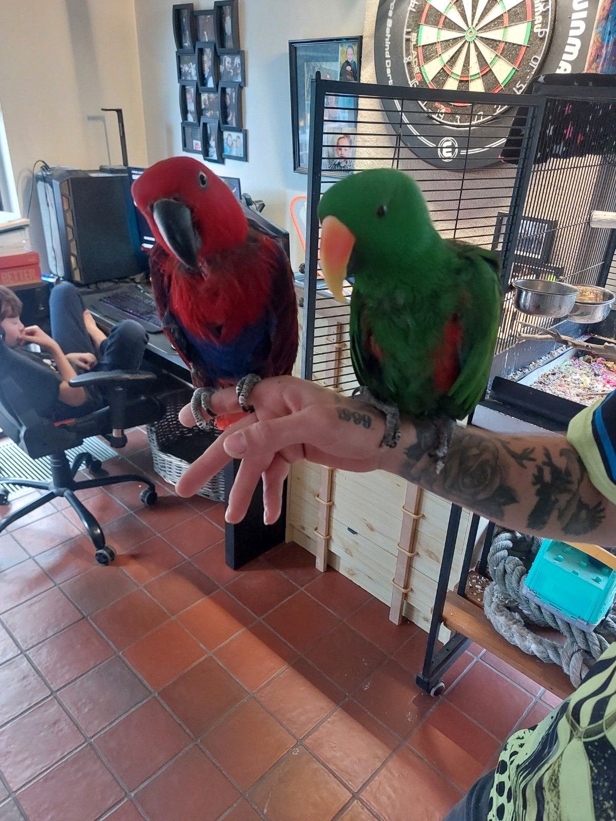 koppel edelpapegaaien, Plusieurs animaux, Perroquet, Parleur
