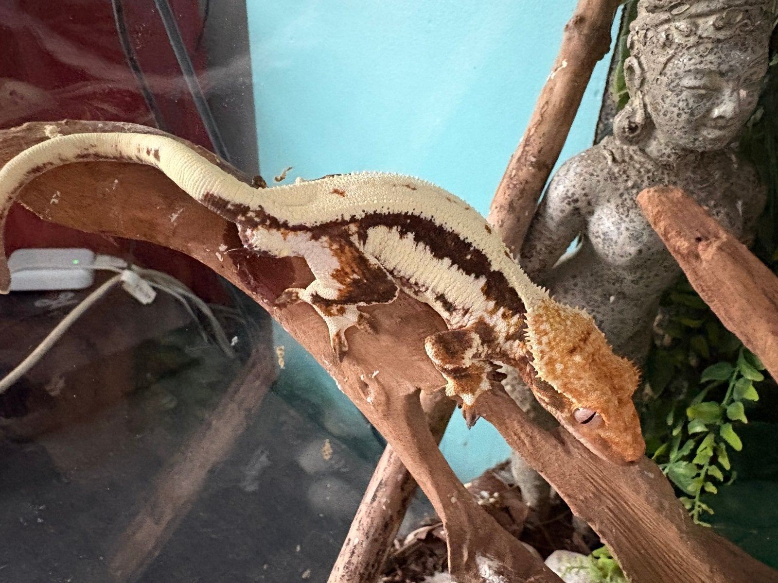 Wimper gekko