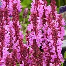Salvia Roze Marvel, Ophalen