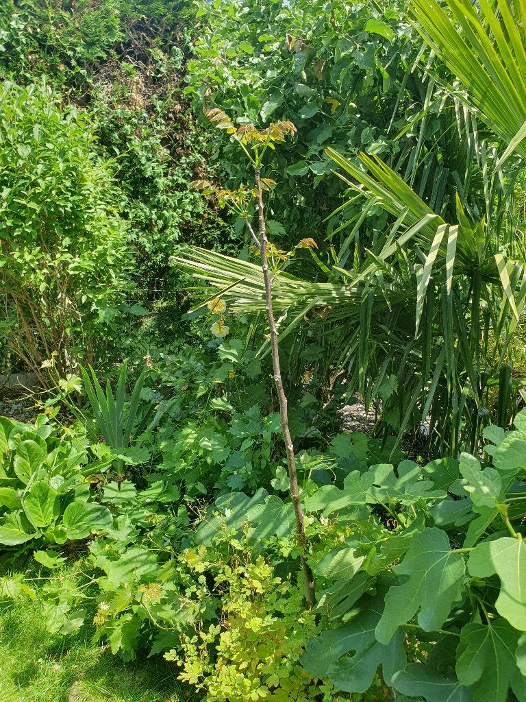 Noyer, Jardin & Terrasse, Enlèvement