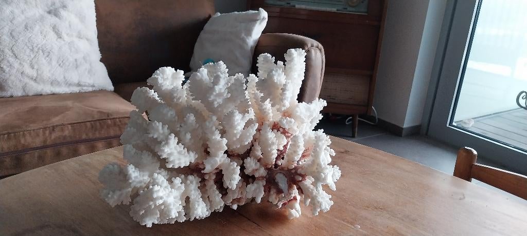 Corail blanc véritable 3,280KG, Enlèvement, Utilisé