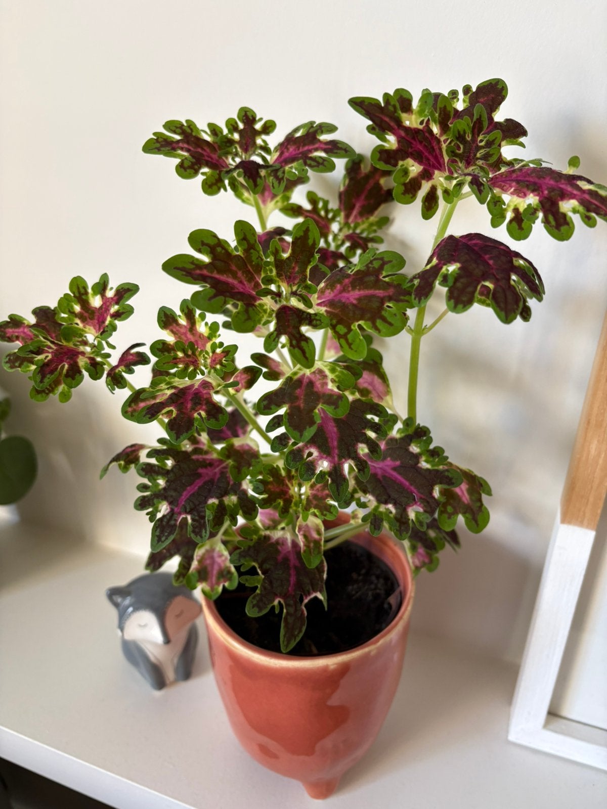 Plante coléus spéciale, Maison & Meubles, Enlèvement, Autres espèces, Moins de 100 cm