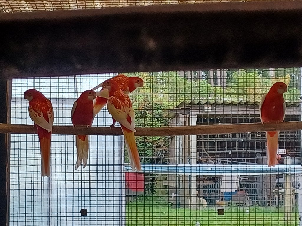 Rosella's    Rubino + Lutino, Meerdere dieren, Parkiet, Geringd