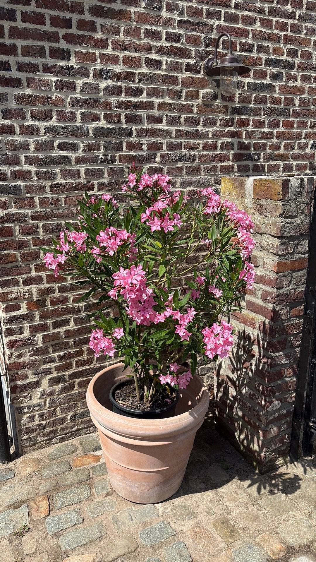 Oleander, Tuin en Terras, Planten | Tuinplanten, Ophalen, Zomer, Vaste plant, Volle zon