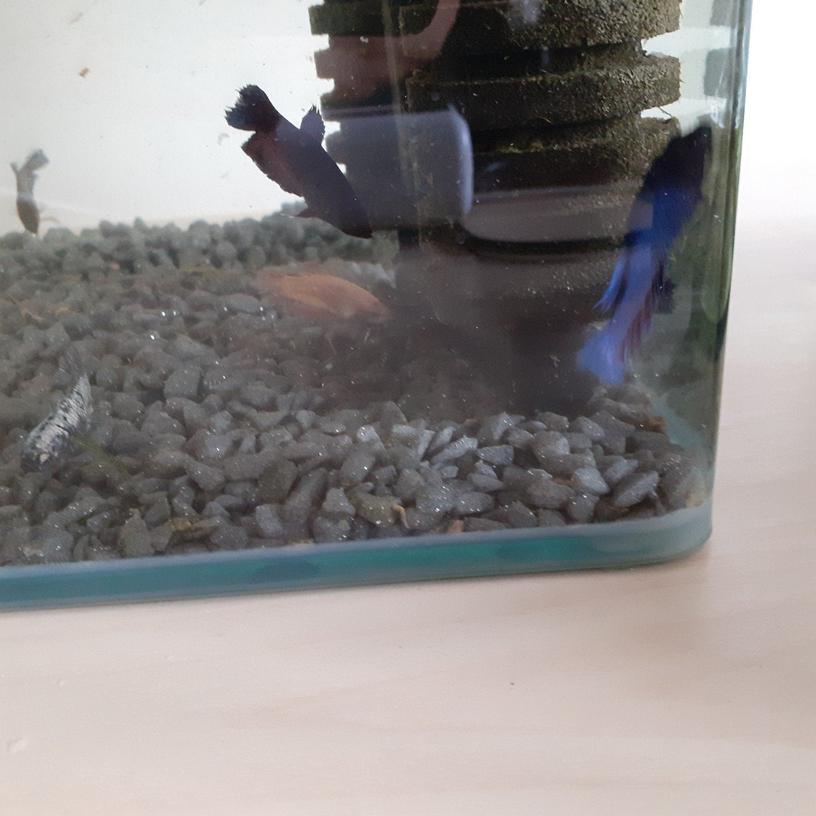 betta vrouw, Dieren en Toebehoren, Vissen | Aquariumvissen, Vis