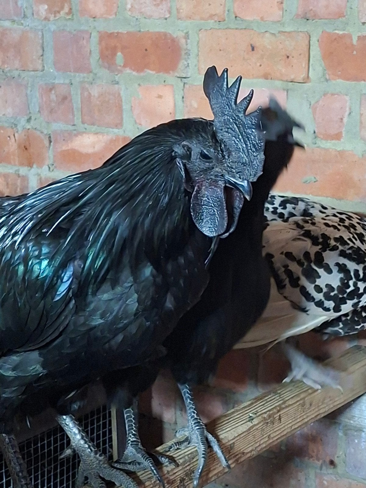 Kuikens te koop van mix zilverbrakel met ayam cemani haan, Dieren en Toebehoren, Pluimvee