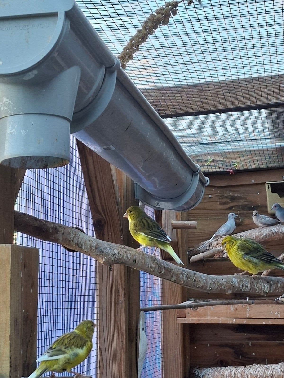 canari a laissé 8€