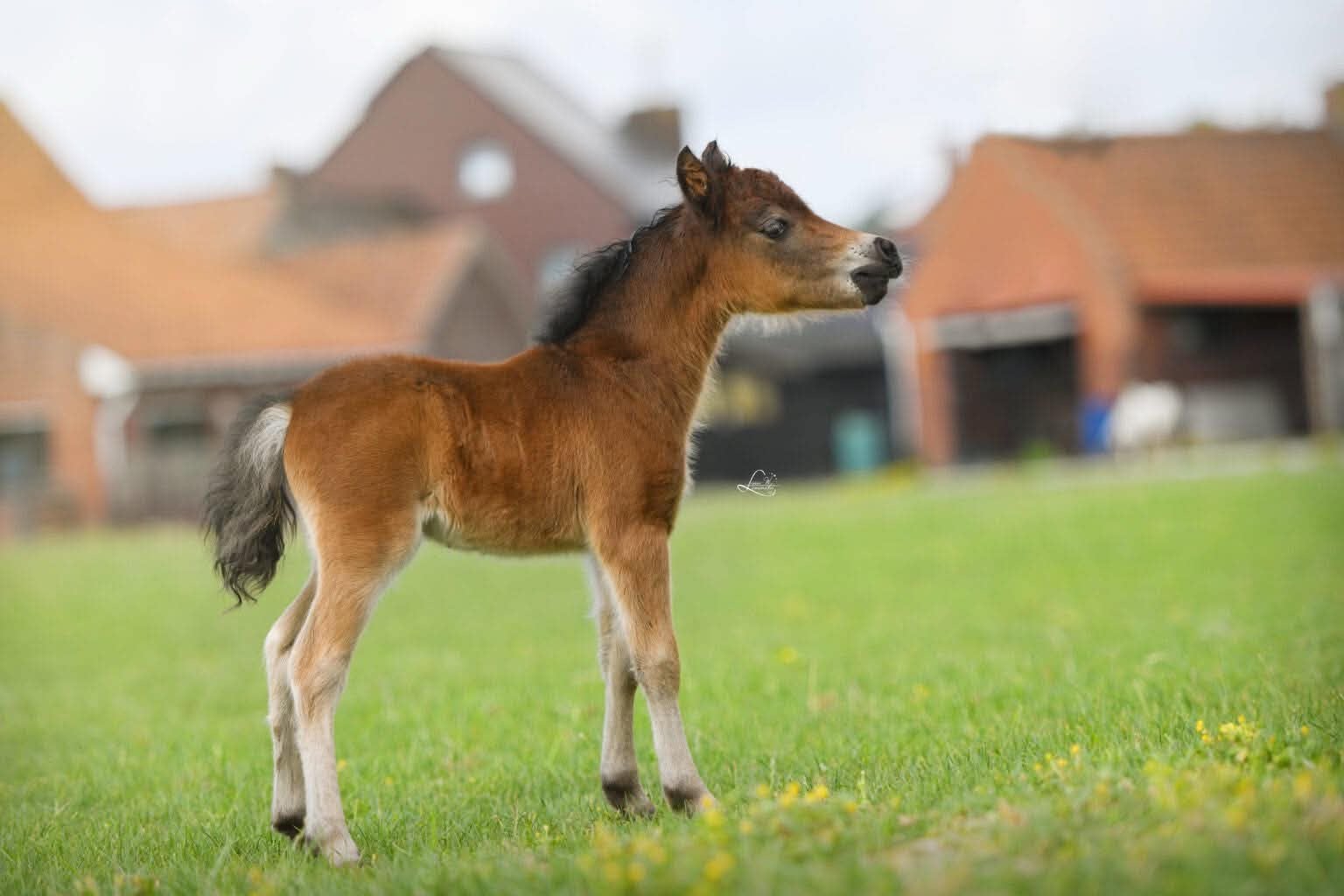 Verschillende hengstjes, Dieren en Toebehoren, Ruin