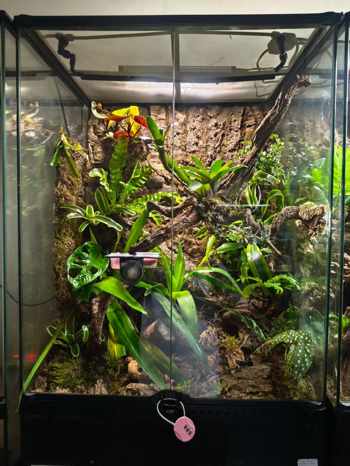 2 x Exo terra 60x45x90 Jungle 100% Naturel + occupant, Enlèvement, Comme neuf, Terrarium ou Paludarium