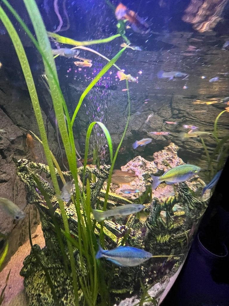 Gratis aquariumvissen, Dieren en Toebehoren, Vis, Zoetwatervis