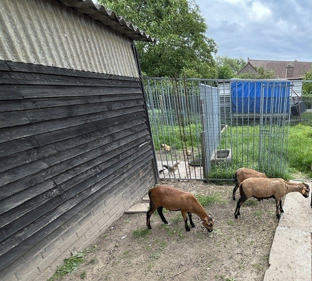 Kameroen schapen jonge ooien of ooien + lammetjes ooien, Femelle, Mouton, 0 à 2 ans