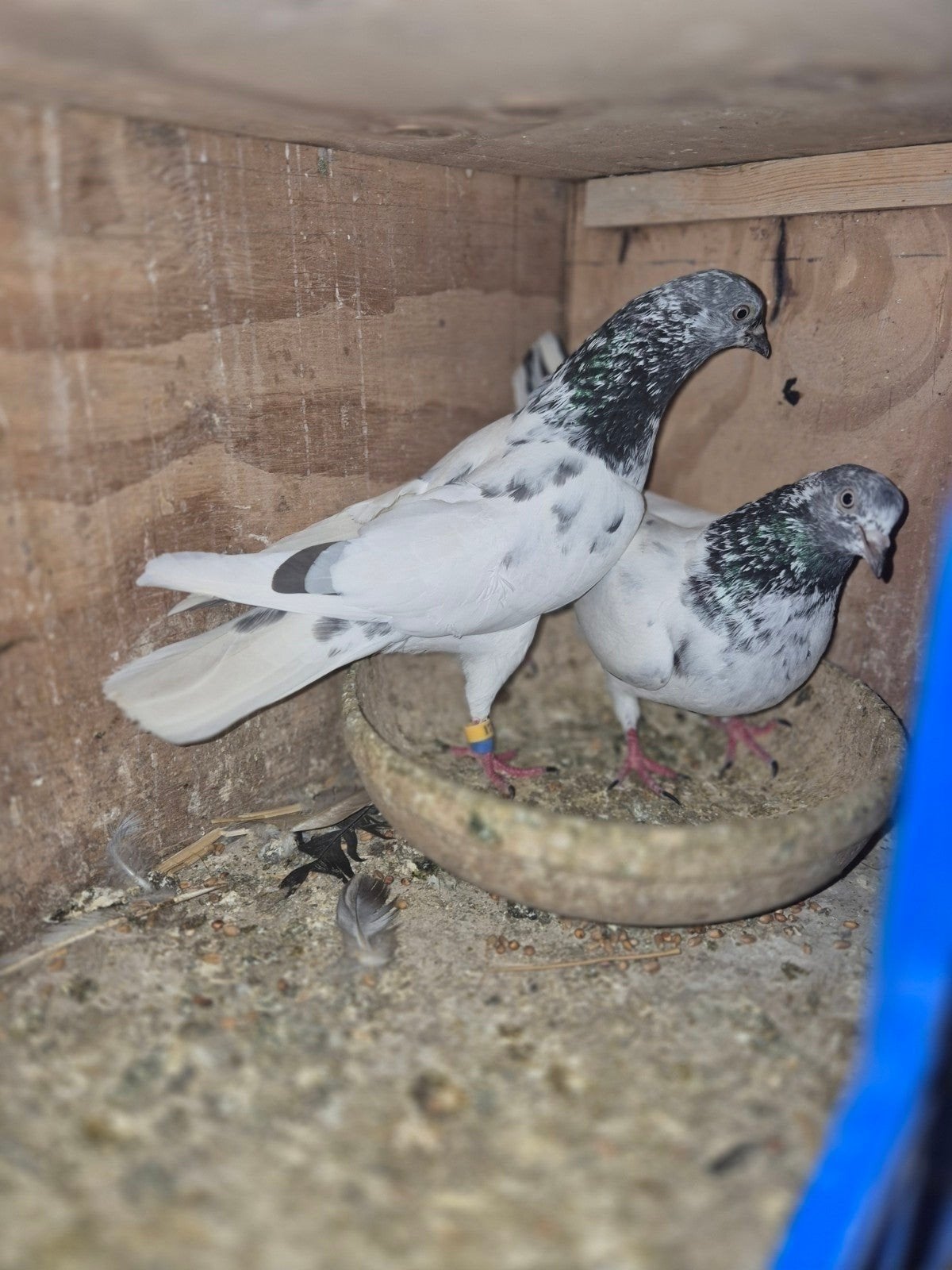 kopel 40€ Pakistan hoogvlieger, Dieren en Toebehoren