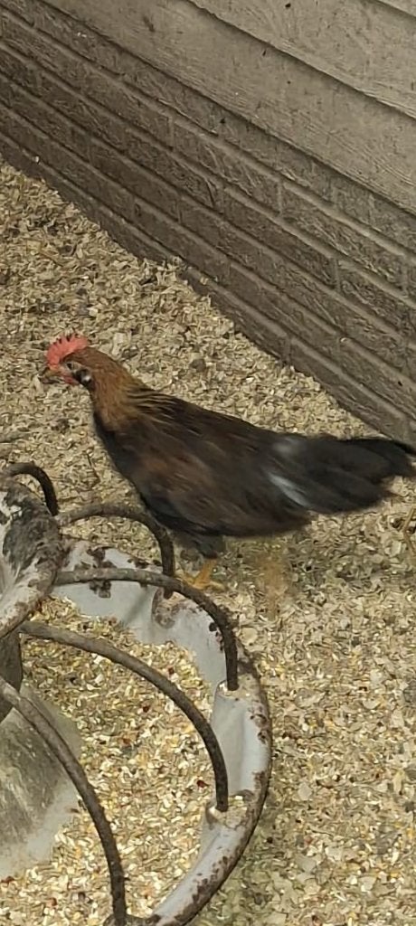 Leghorn goudpatrijs haantjes, Dieren en Toebehoren, Pluimvee, Mannelijk, Kip