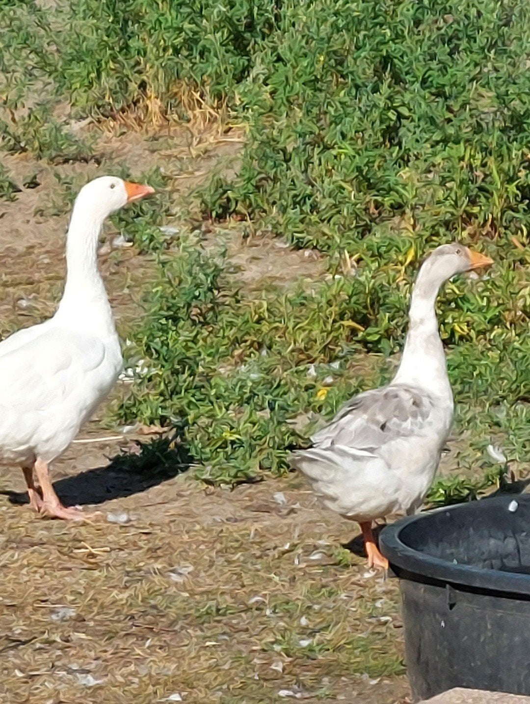 Witte gans vrouwelijk en jong bont van 2026, Plusieurs animaux, Oie ou Cygne