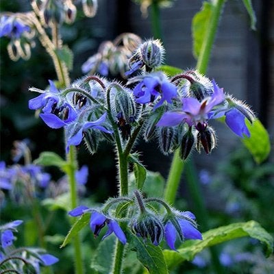 Bernagie ( Borago officinalis ), Tuin en Terras, Planten | Tuinplanten, Ophalen, Eenjarig, Kruiden, Volle zon